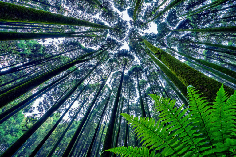 Siddhartha Das - GREENERY